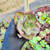 Echeveria wolverine Pote 9 - comprar online