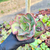 Echeveria wolverine Pote 9 na internet