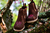 Botina Infantil Feminina Terra Bordado Rosa - Kaneron Country