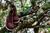Imagem do Botina Infantil Feminina Terra Bordado Rosa
