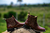 Bota Texana Bico Quadrado Fóssil Tabaco - comprar online
