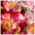 Imagem do The Icon Banderas Eau de Parfum - Perfume Feminino