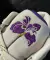 PROPHECY LS FLOR DE LOTUS - Chicago Imports