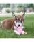 KONG PUPPY - comprar online
