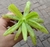 Pinguicula Aphrodite na internet