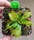 Dionaea Shark Mirror