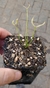 Drosera Binata Ghost
