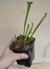 Sarracenia Areolata Big
