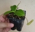 Nepenthes Ventricosa x Sibuyanensis