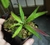 Drosera Adelae na internet