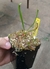 Sarracênia Flava Rubricorpora var. “Red Tube”