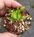 Dionaea Típica - comprar online