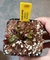 Dionaea Red Jaws na internet