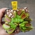 Dionaea DCXL