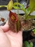 Nepenthes Hookeriana Spotted Red Lips - comprar online