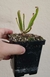 Sarracenia Minor