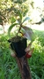 Nepenthes (Mirabilis x Splendiana) x Viking na internet