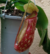 Nepenthes Gaya - comprar online