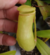 Nepenthes Ventricosa x Khasiana