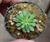 Stylidium Debile - comprar online