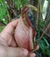 Nepenthes [(Mirabilis x Viking) x Kuching] x (Viking x Hookeriana) - comprar online