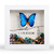 BORBOLETA AZUL na internet