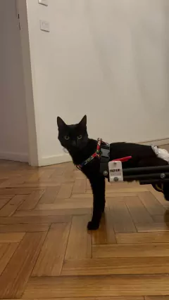 Silla de ruedas para Gatos y Perros Pequeños