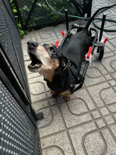 Silla de ruedas para PERROS CHICOS (talle S) - comprar online