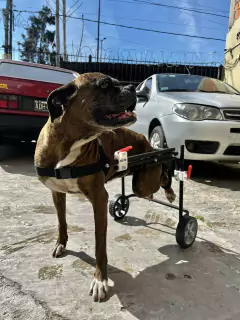 Silla de ruedas para PERROS GRANDES (talles: L - XL) - tienda online