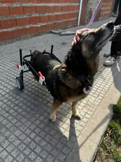 Imagen de Silla de ruedas para PERROS GRANDES (talles: L - XL)