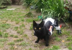 Silla de ruedas para Gatos y Perros Pequeños - comprar online