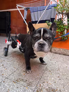 Silla de ruedas para PERROS MEDIANOS (talle M) - tienda online