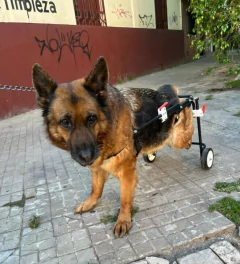 Silla de ruedas para PERROS GRANDES (talles: L - XL) - Propaw Lab