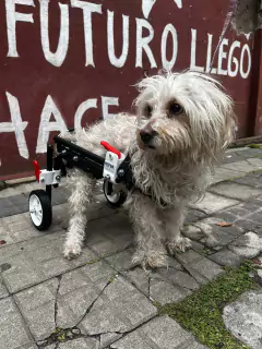 Silla de ruedas para PERROS CHICOS (talle S) en internet