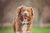 KIT BOLINHAS CHUCKIT FETCH MEDLEY - M - Aubox - seu e-commerce pet