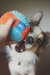 Imagem do BOLA INDOOR CHUCKIT - 1UN