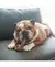 BENEBONE RING BACON - M - Aubox - seu e-commerce pet