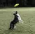 KONG FRISBEE REFLEX GLIDE na internet