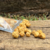 ALMÔNDEGAS DE FRANGO - AUBOX/ PETLICIA - 100G
