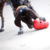 KONG WOBBLER - G - Aubox - seu e-commerce pet