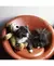 PELÚCIA KONG WILD KNOTS BEAR - JUMBO - Aubox - seu e-commerce pet