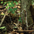 Corda de sobrevivência Parapocalypse Atwood 625lb (7,5m) tan (beige) - loja online