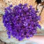 300 Sempre Viva Florzinha Cor Roxo I Flores Desidratadas