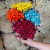 300 Sempre Viva Florzinha Cor Roxo I Flores Desidratadas na internet