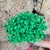300 Sempre Viva Florzinha Cor Verde Escuro I Flores Desidratadas