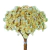 1.500 Sempre Viva Florzinha Bege I Flores Desidratadas - comprar online