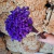 300 Sempre Viva Florzinha Cor Roxo I Flores Desidratadas - comprar online