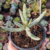 Cotyledon chifre de alce p11 - comprar online