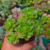 Aeonium Castello Paivae vs Sarae pt7