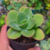 echeveria big green pt7
